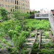 Photo of The High Line