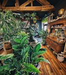 Photo of Somewhere That&#039;s Green Indoor Plant Shoppe