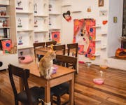 Photo of Catfetin Cat Cafe
